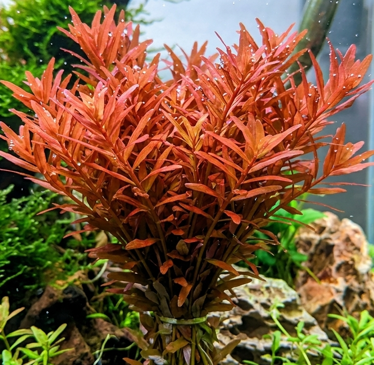 Bouquet de rotala H'ra