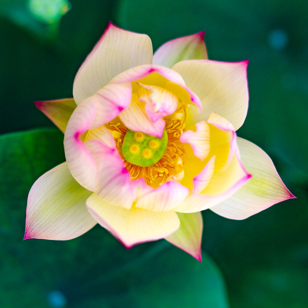 Plantes