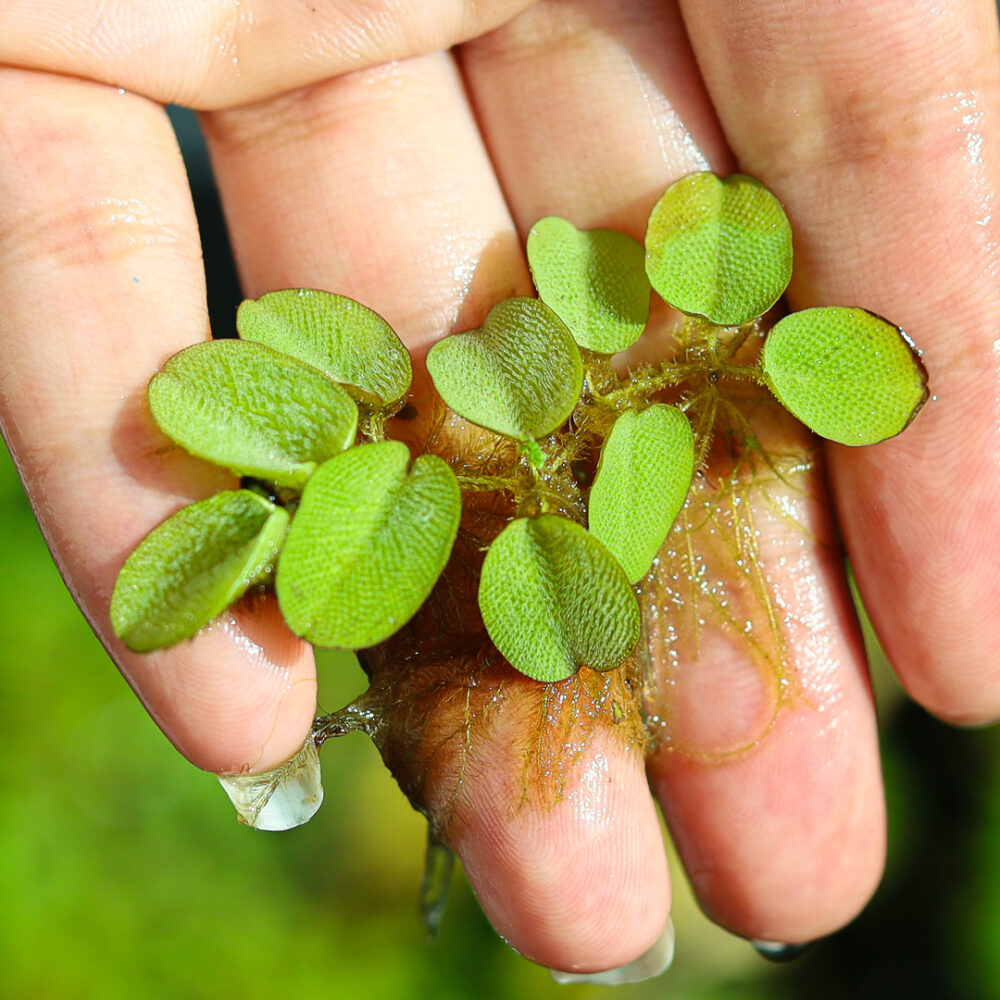 Salvinia Natans