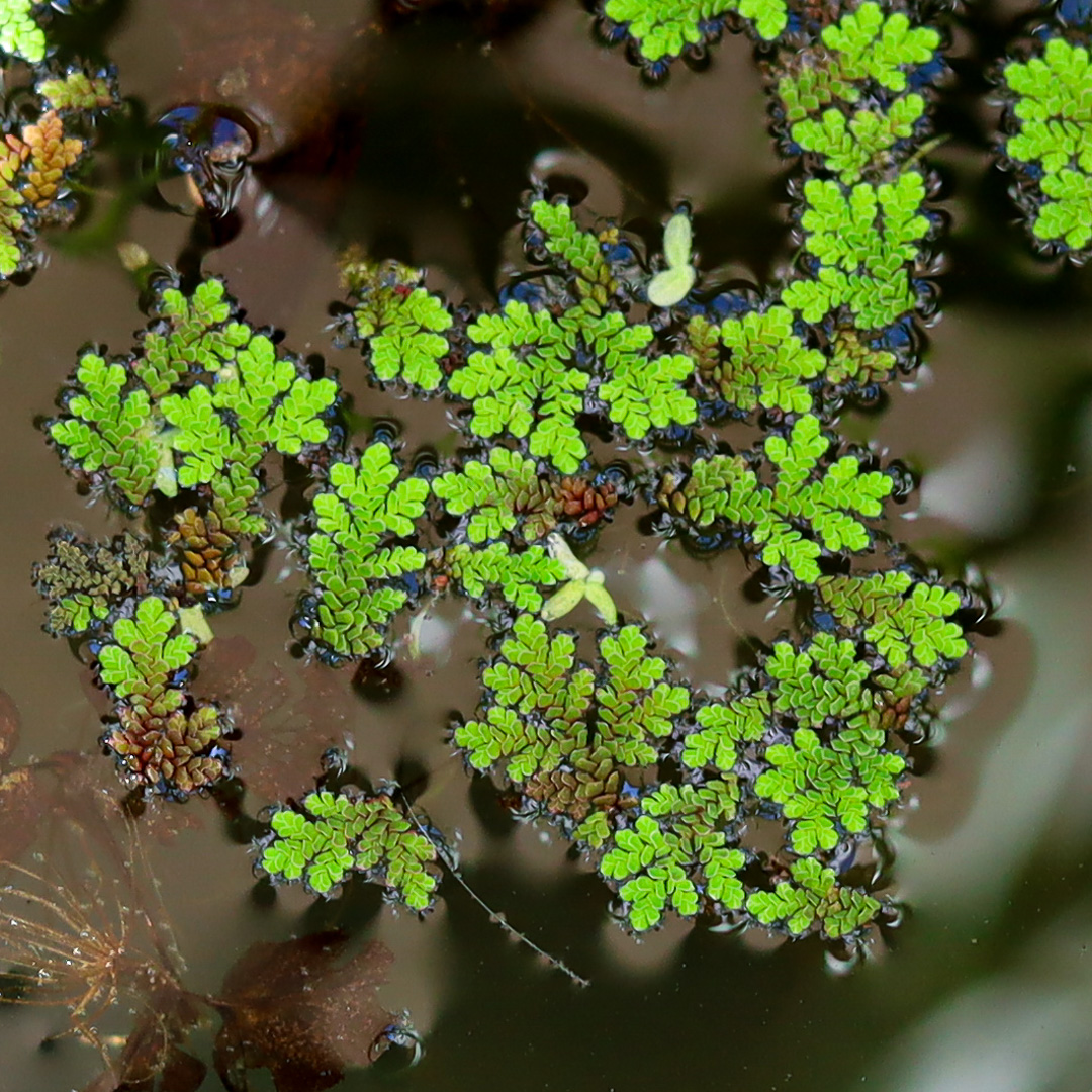 Azolla caroliniana
