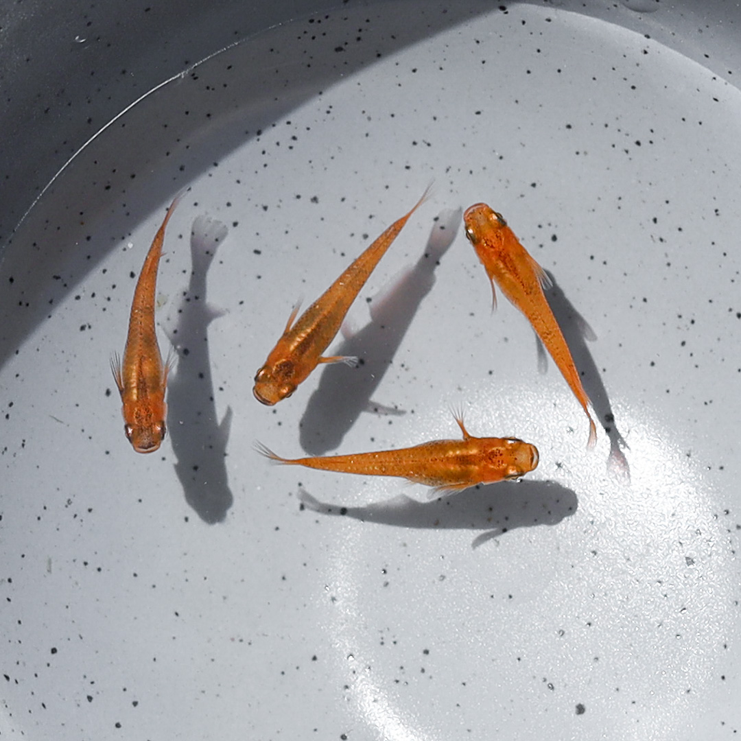 quatre poissons medaka de souche orange marbré de noir