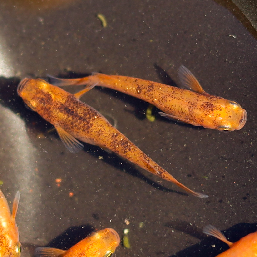 Deux medakas de souche Orange Marbré, génération F0