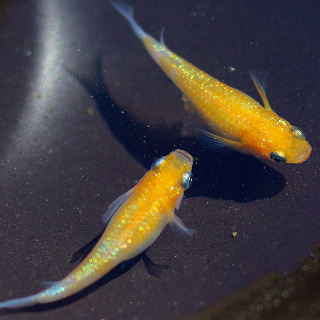 Deux medakas Kizakura orange et blanc