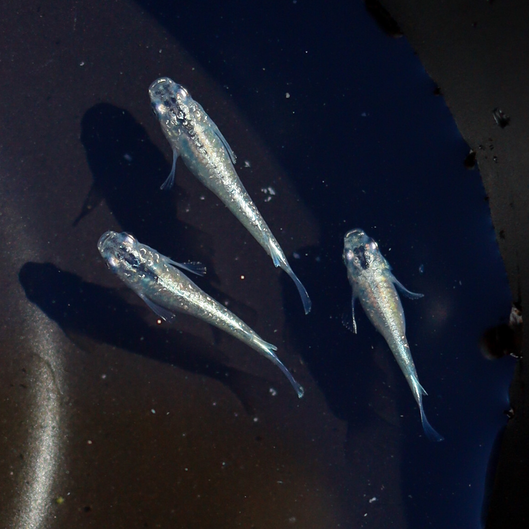 Groupe de trois medaka gris argenté bleu très lumineux