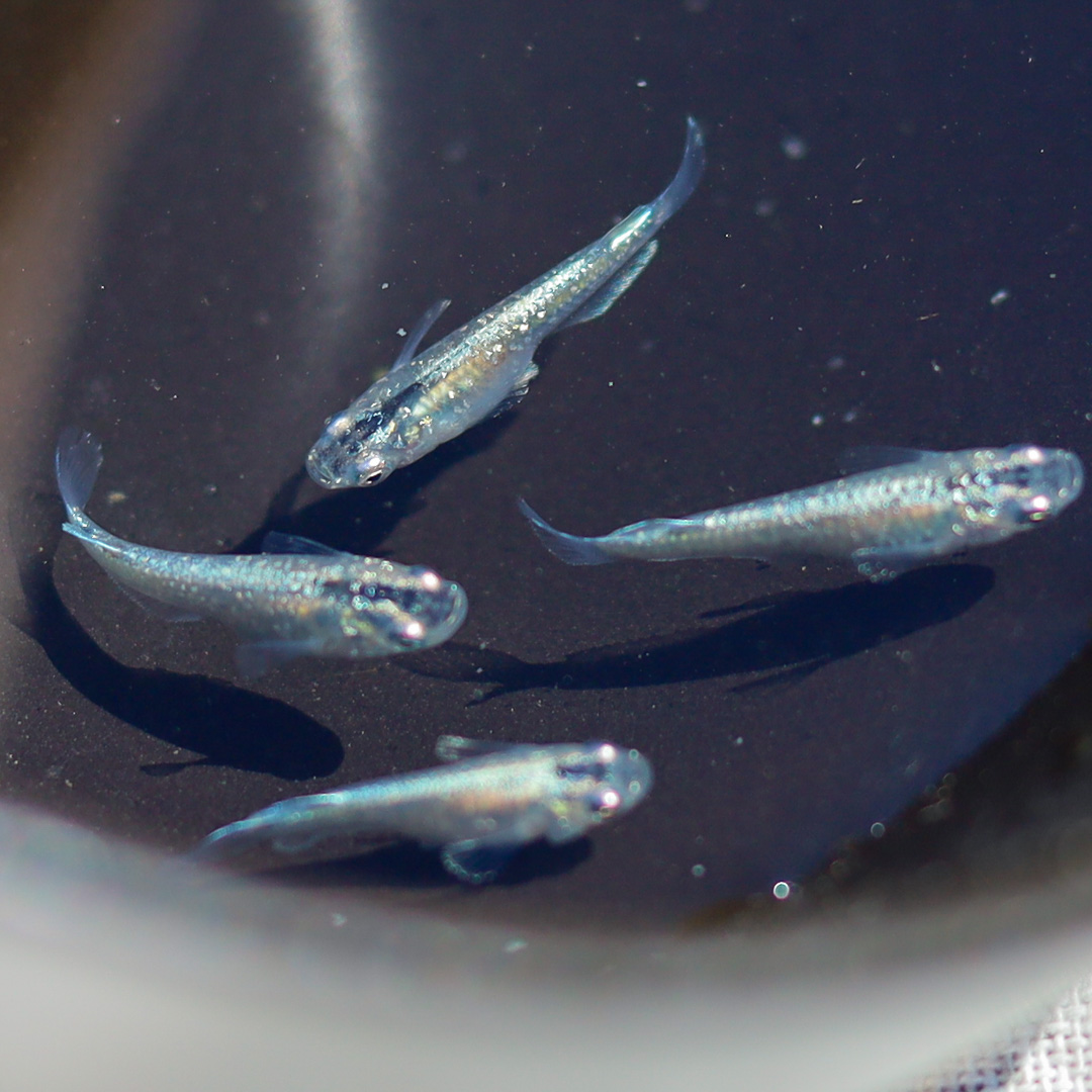 Groupe de trois medaka gris argenté bleu très lumineux