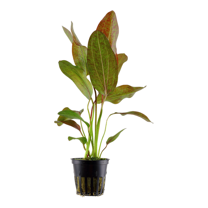 Echinodorus Ozelot en pot vendu chez O'Medaka