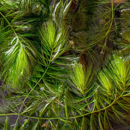 Plusieurs brins de Ceratophyllum demersum