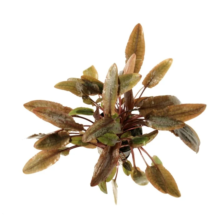 Cryptocoryne wendtii brown en vue de dessus, plante aquatique au feuillage marron élancé