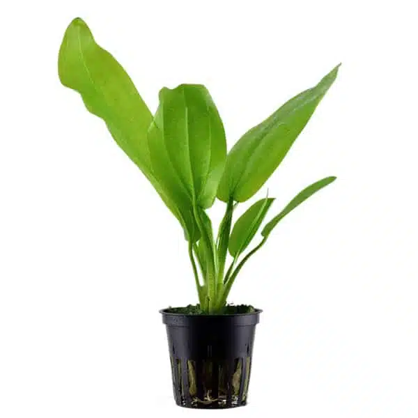 Echinodorus cordifolius mini en pot