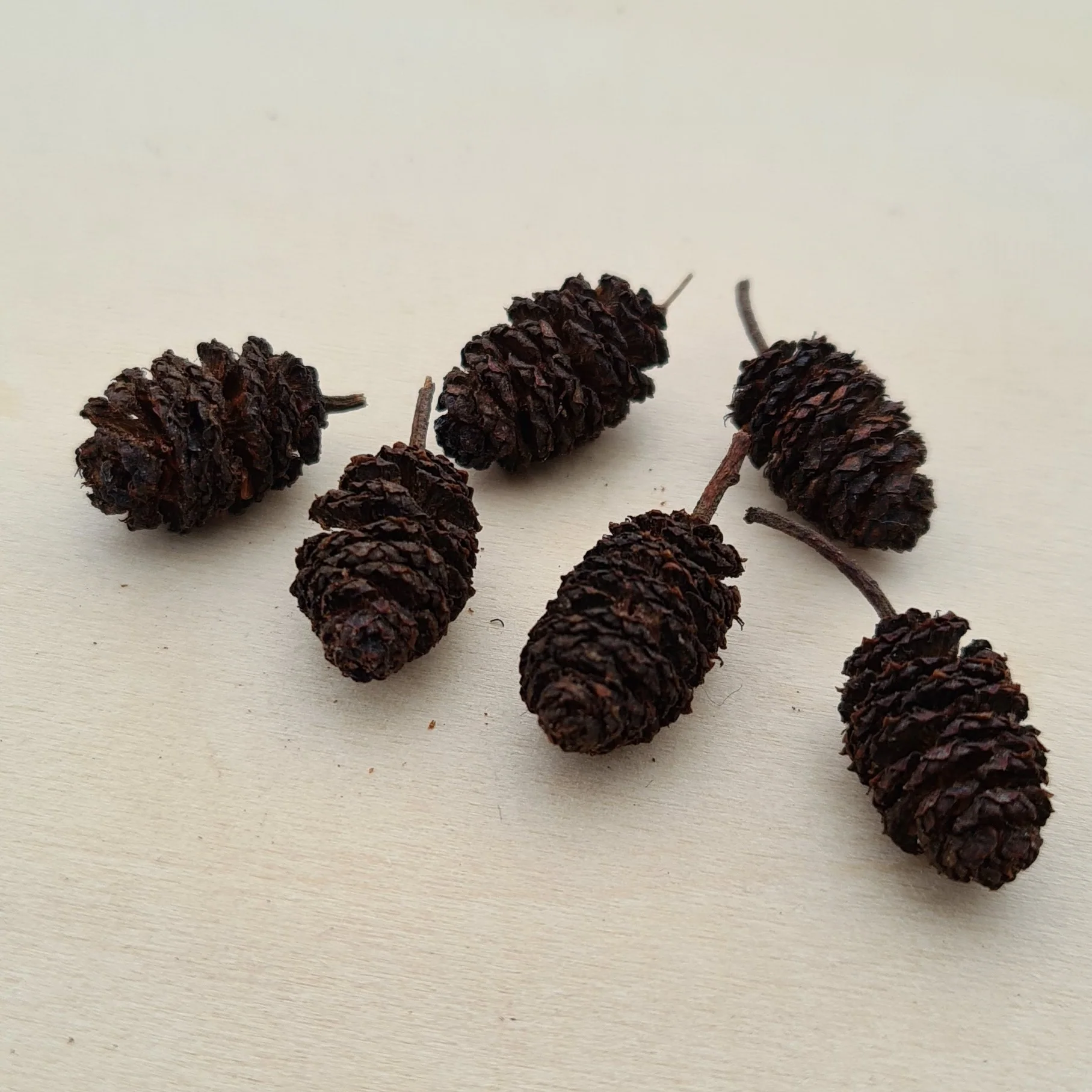 Cônes d'aulne noir (Alnus Glutinosa)