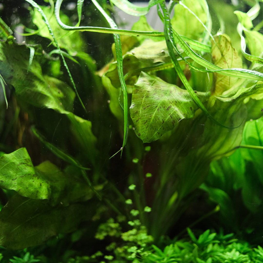 Echinodorus Ozelot