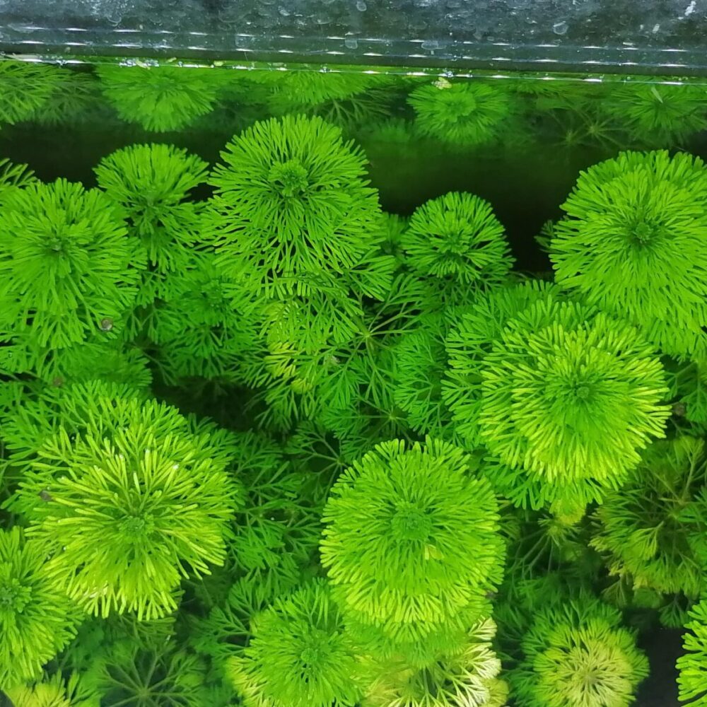 Limnophila sessiliflora