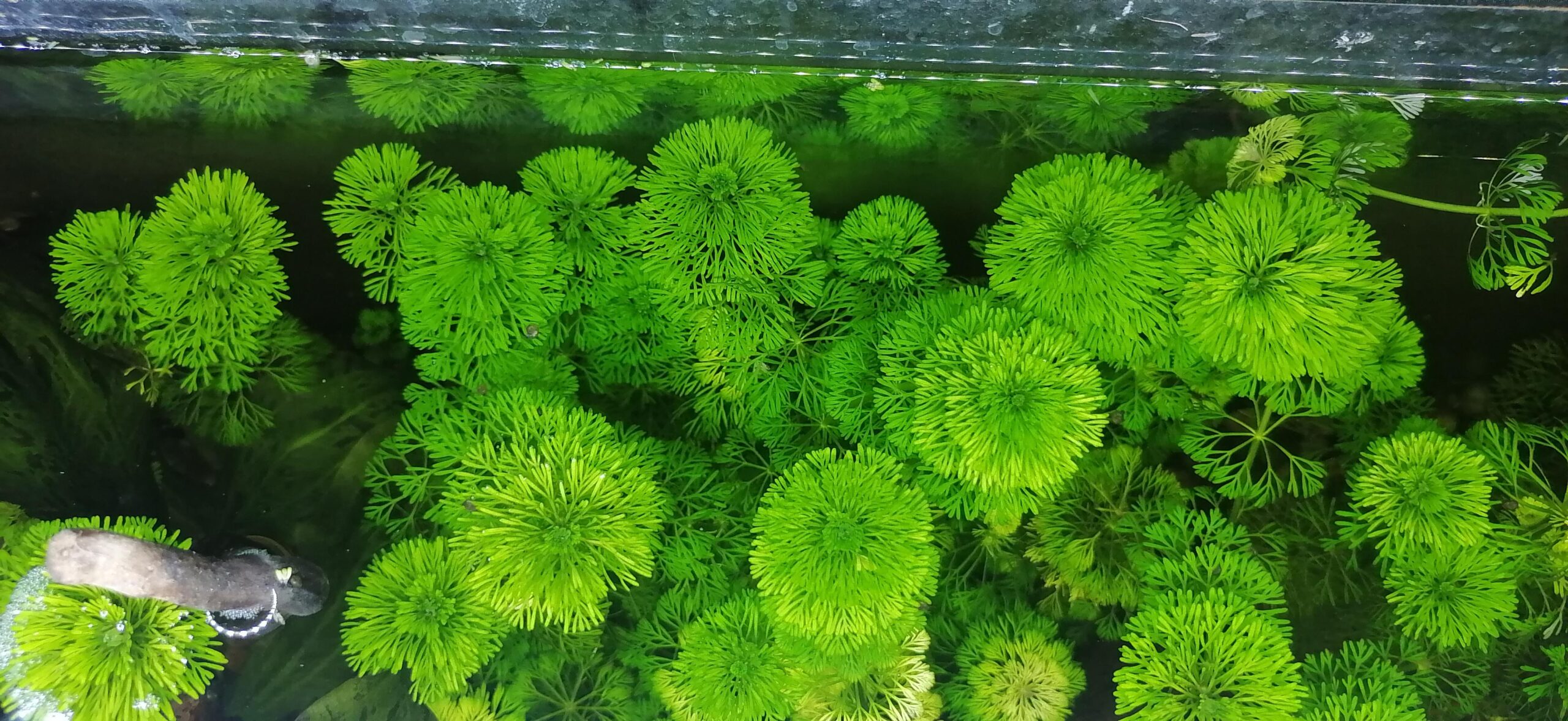 Limnophila sessiliflora