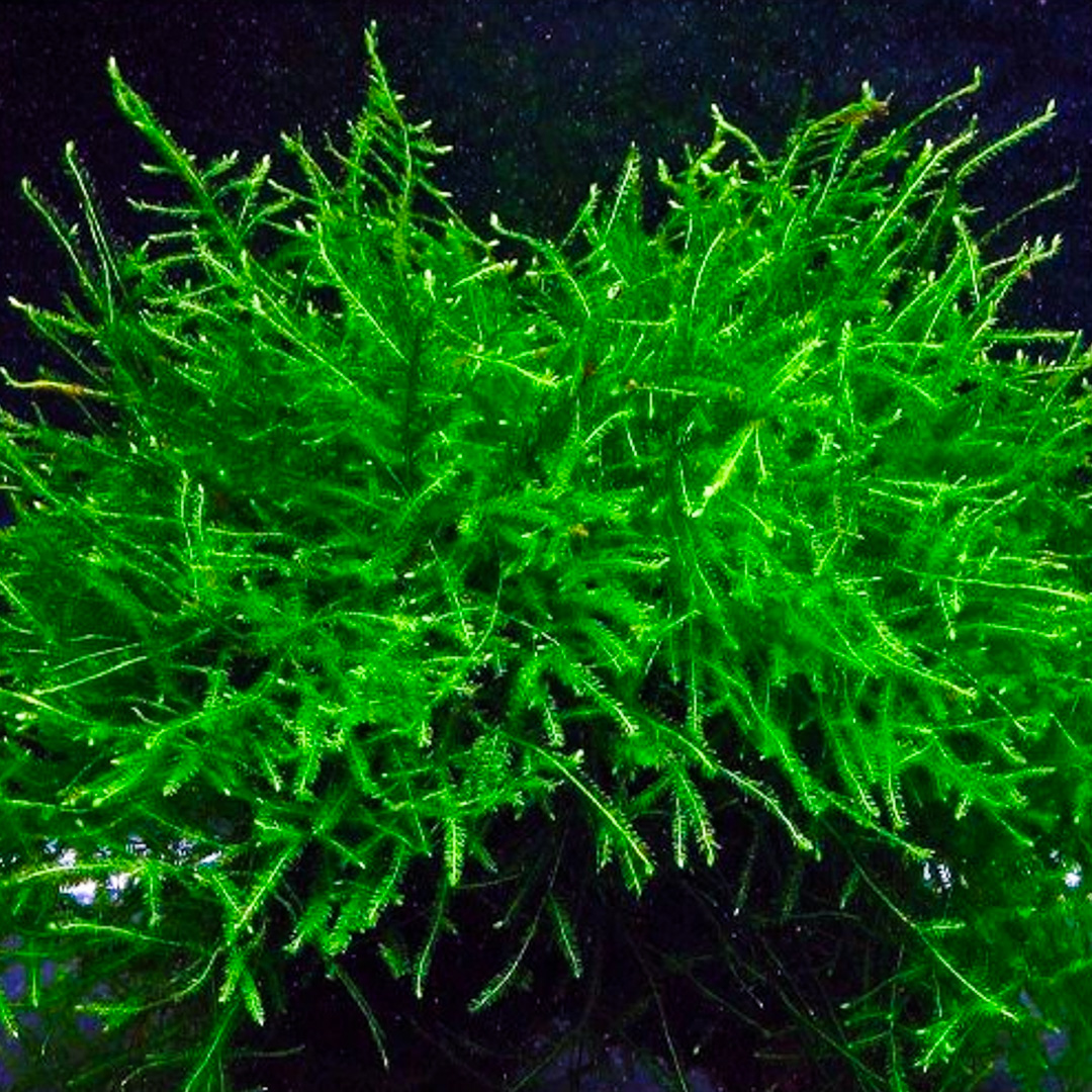 Mousse de Java verte gazon, poussant en aquarium