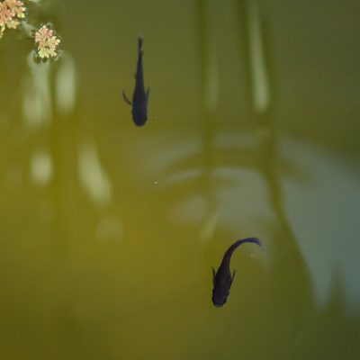 deux poissons medaka noir de souche Orochi