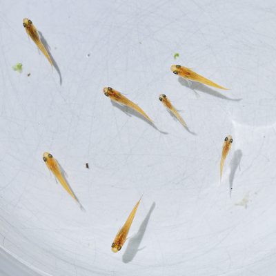 8 alevins de medaka Orange Marbrés agés d'1 mois