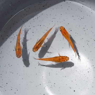 quatre poissons medaka de souche orange marbré de noir